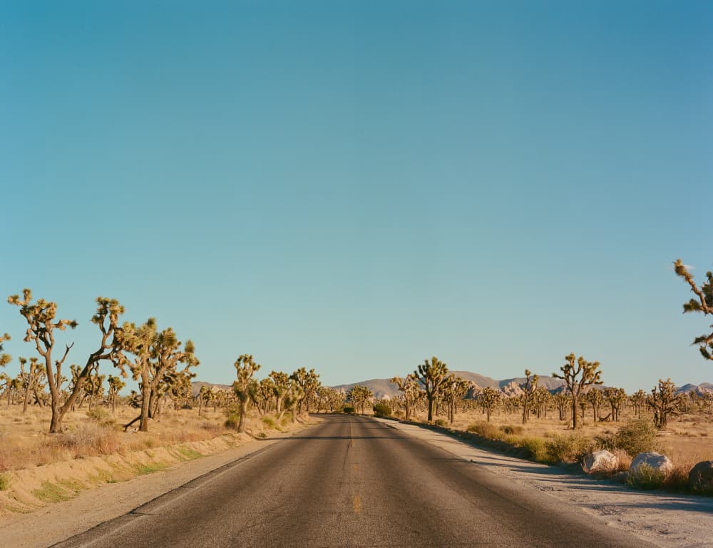 Joshua Tree Desert Road by Bethany Young — canvas wall art