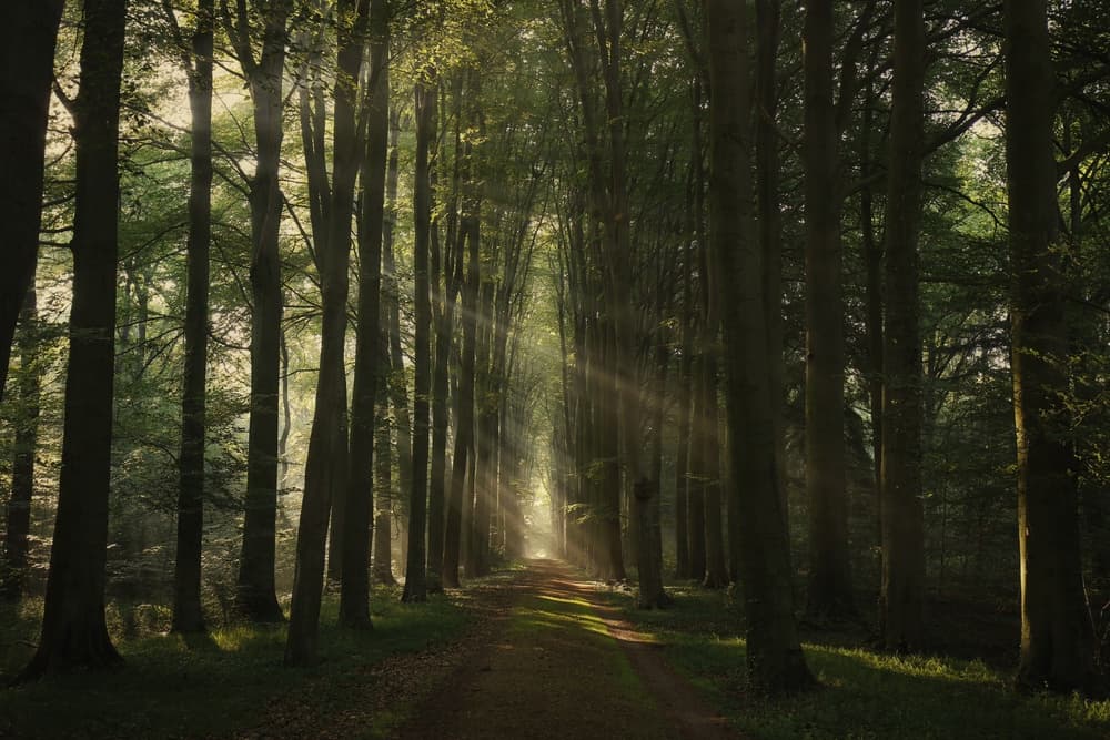 Sunlit Forest Path by Vincent Croce — canvas wall art