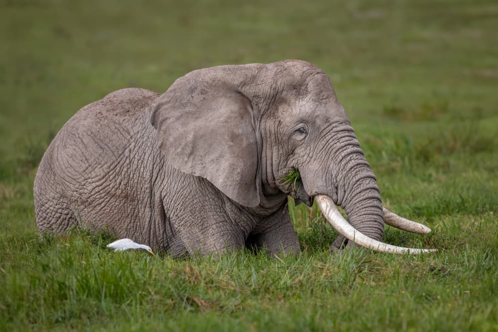 Gentle Giant Grazing by Mark Strom — canvas wall art