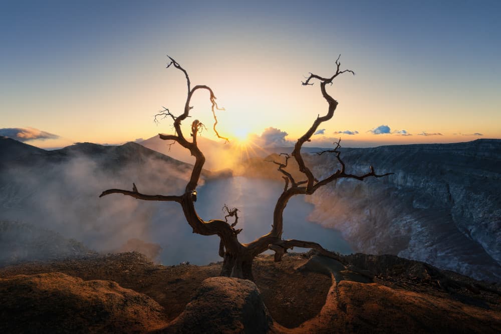 Volcanic Sunrise Tree by Leah Xu — canvas wall art