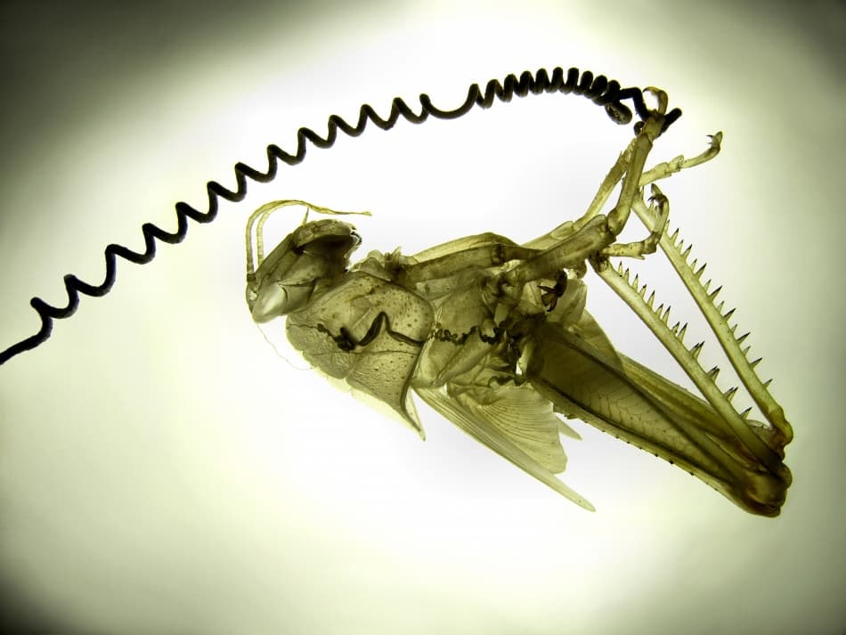 Coiled Insect Exoskeleton by Jimmy Hoffman — canvas wall art