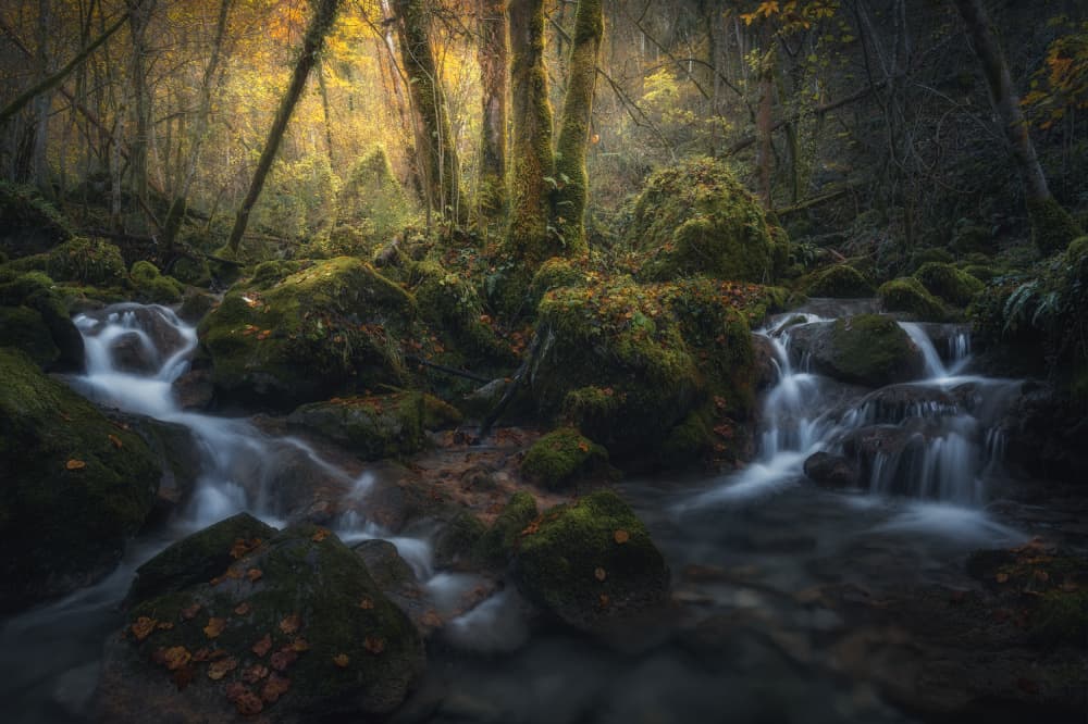 Enchanted Forest Stream by Thomas de Franzoni — canvas wall art