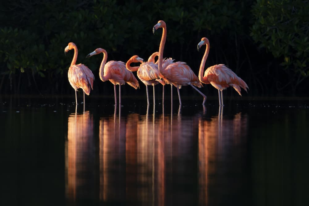 Pink Flamingos at Dawn by Gustavo Costa — canvas wall art