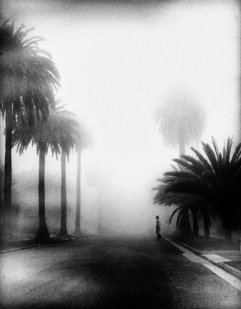 Lonely Palm Street Fog by Roxana Labagnara — canvas wall art