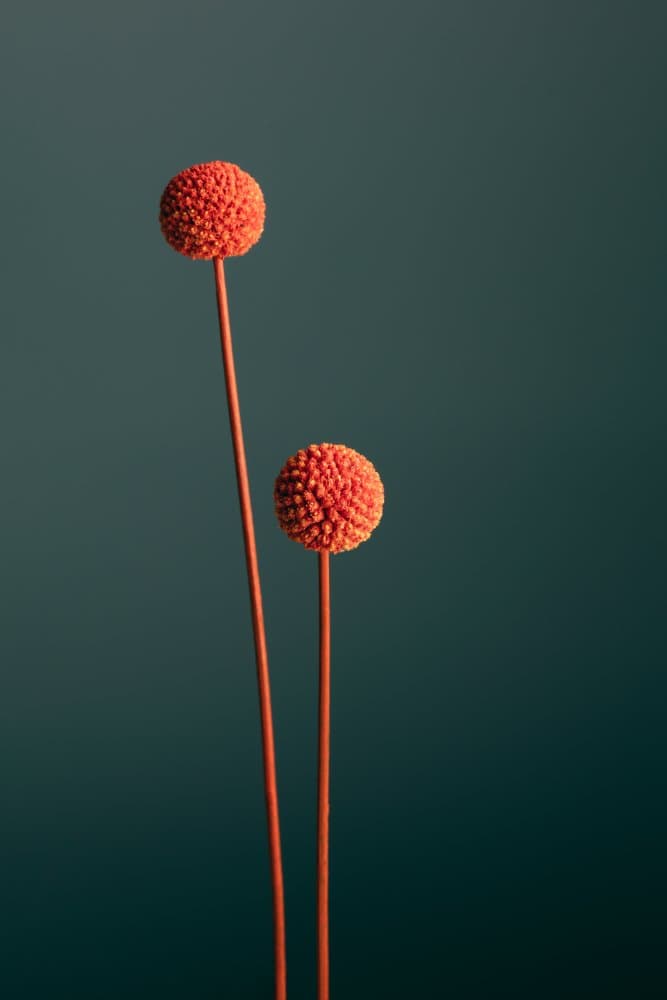 Vibrant Botanical Spheres by Pictufy Studio III — canvas wall art