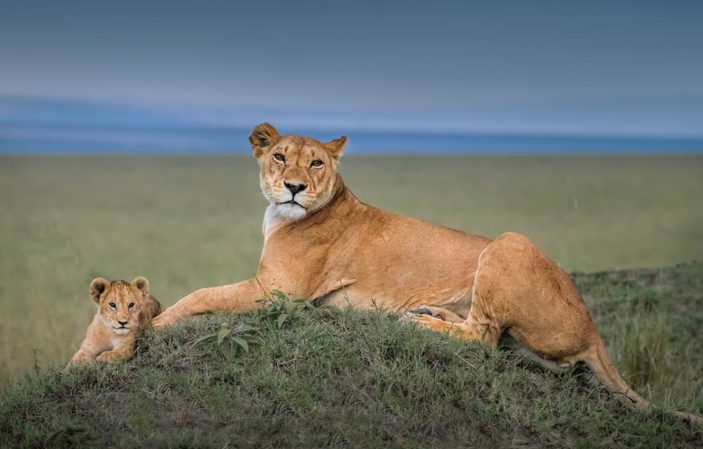 African Lioness With Cub by Jie Fischer — canvas wall art