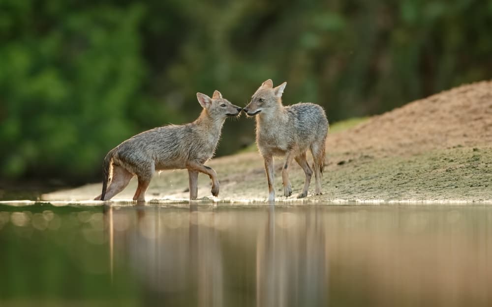 Golden Jackal Affection by Assaf Gavra — canvas wall art