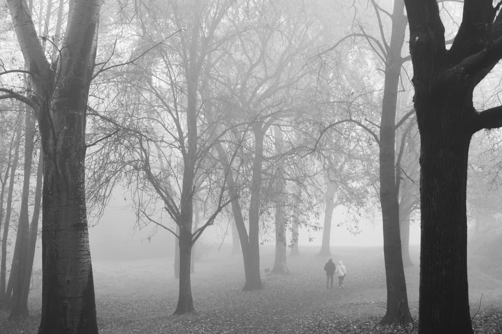 Foggy Forest Walk by Stefano Castoldi — canvas wall art