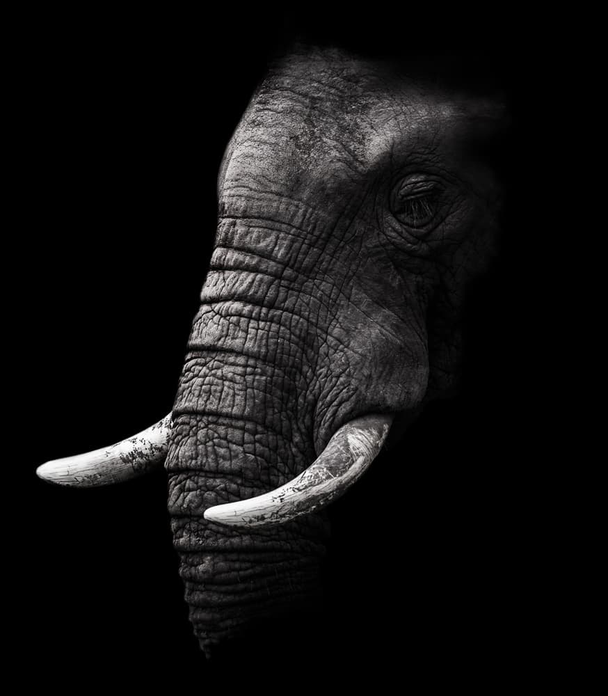 Powerful Elephant Profile by WildPhotoArt — canvas wall art