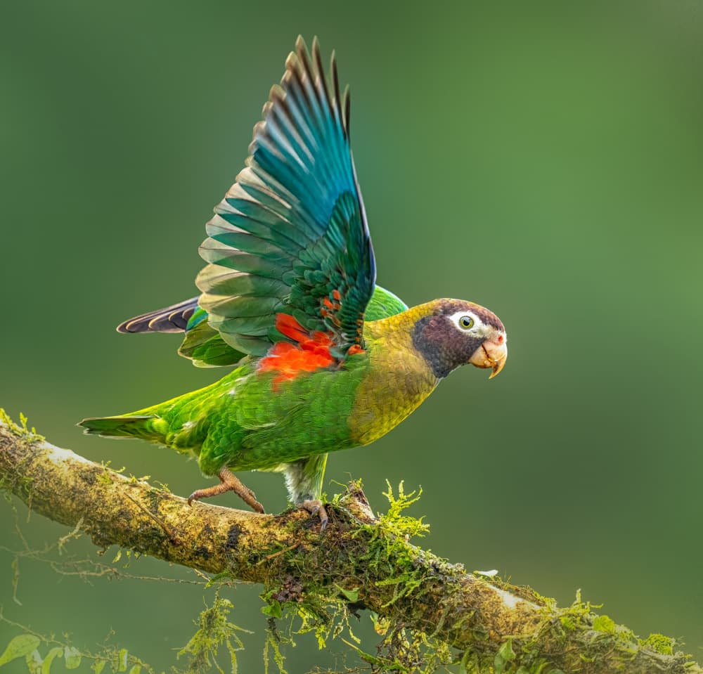 Vibrant Parrot Takes Flight by Yuan Su — canvas wall art