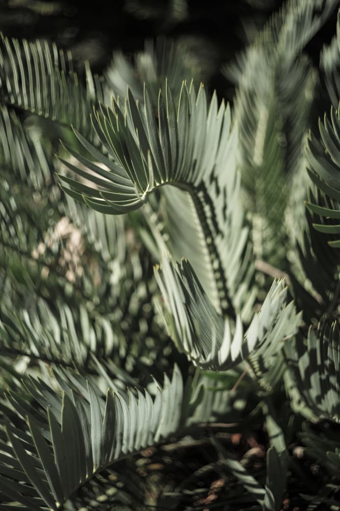 Fronds of Light by Shot by Clint — canvas wall art