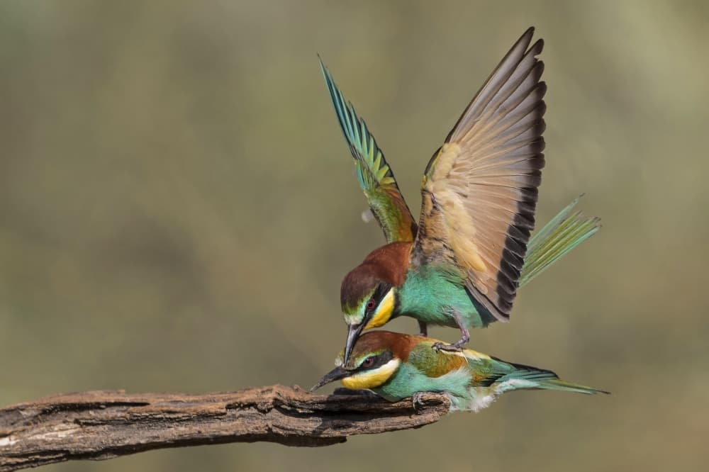Colorful Bee-eater Mating by Amnon Eichelberg — canvas wall art