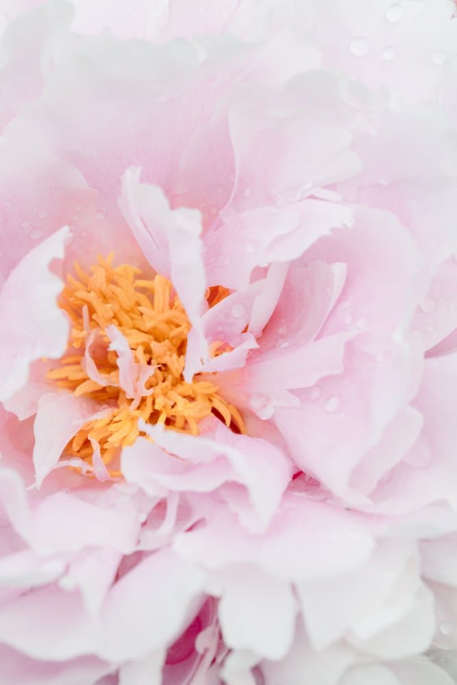 Dewy Pink Peony by Pictufy Studio III — canvas wall art