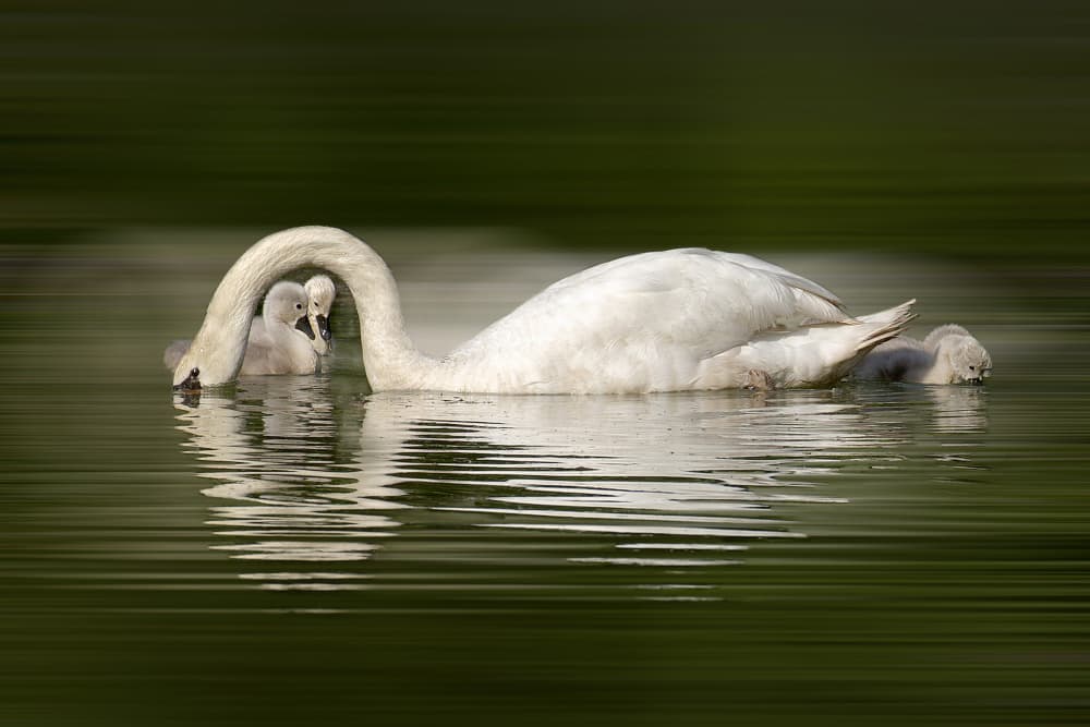 Nurturing Swan And Cygnets by Wilma Wijers Smeets — canvas wall art