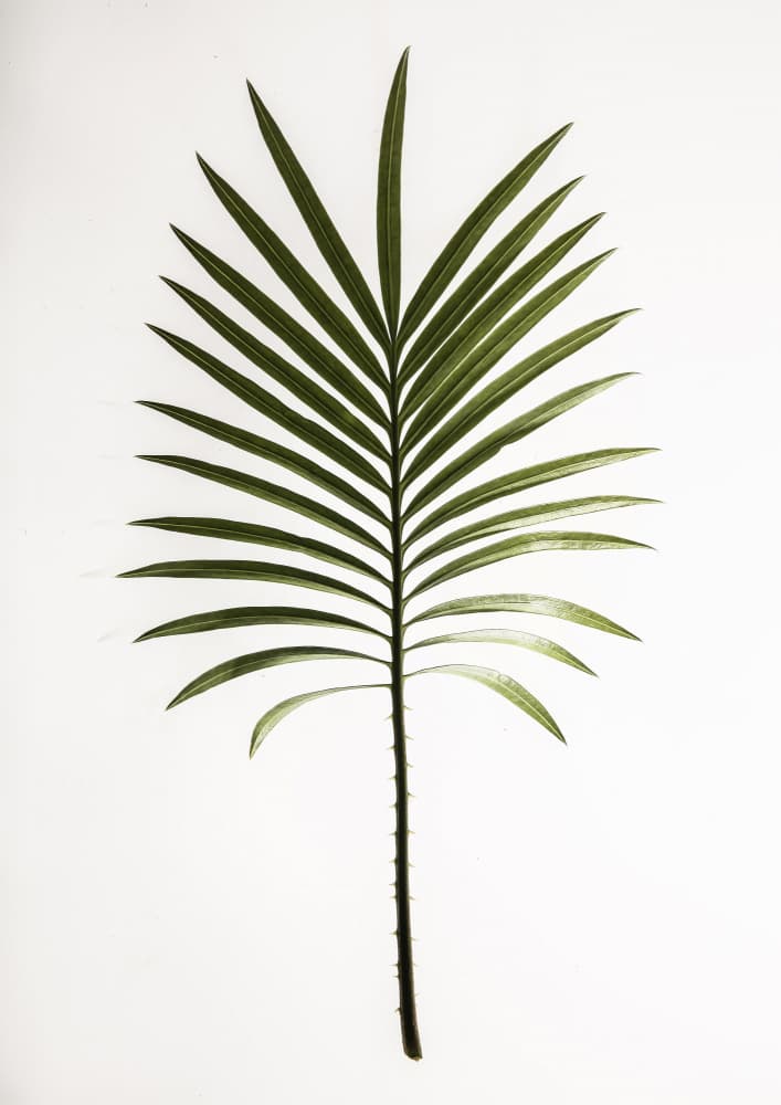 Verdant Frond by Shot by Clint — canvas wall art