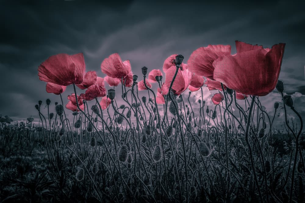 Dramatic Red Poppies by Alessandro Traverso — canvas wall art