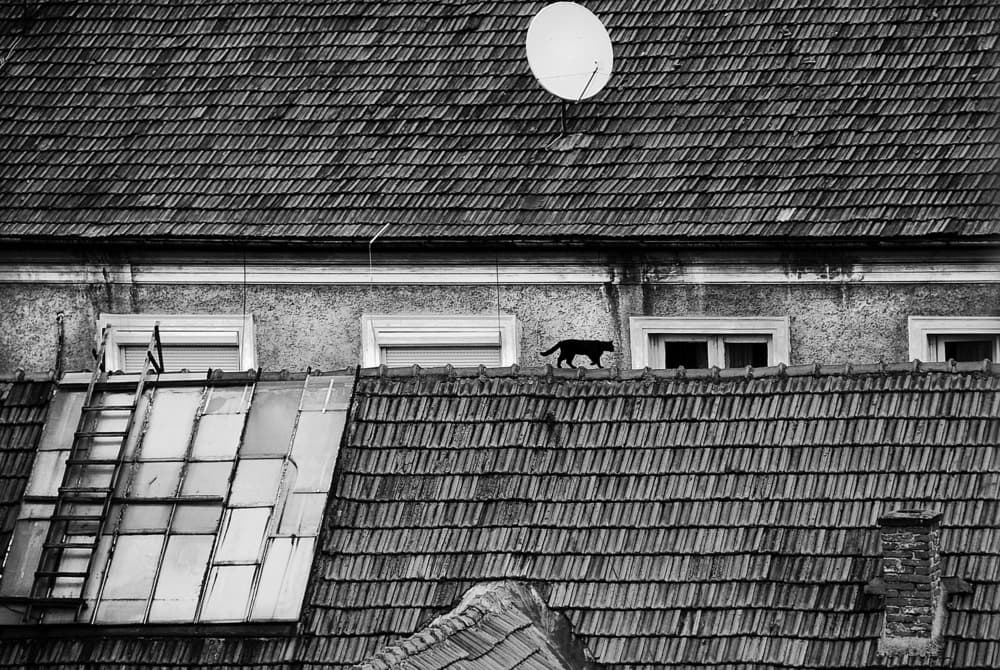 Black Cat on Roof by Nicoleta Gabor — canvas wall art
