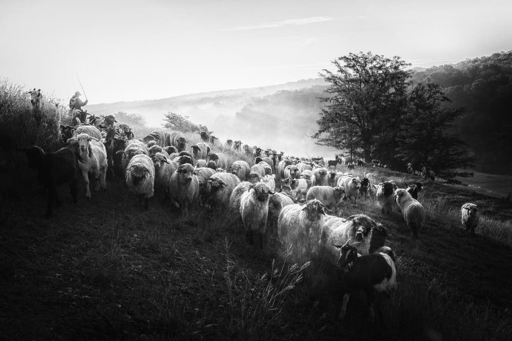 Sheep in Morning Mist by Sebastian Prioteasa — canvas wall art
