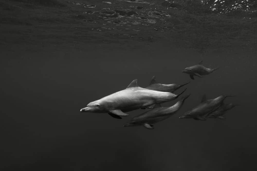 Graceful Dolphins Underwater by Serge Melesan — canvas wall art