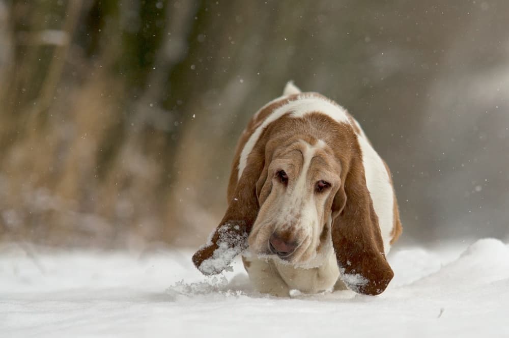 Basset Hound Snow Day by Gert van den Bosch — canvas wall art