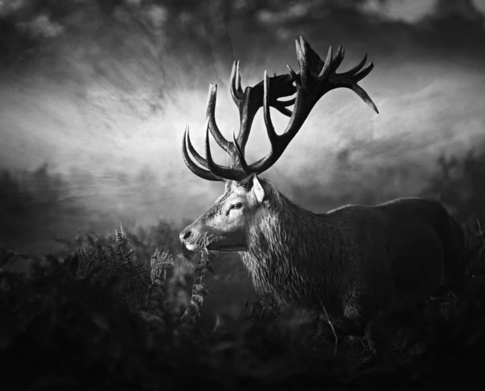 Majestic Wild Stag by Robert Fabrowski — canvas wall art