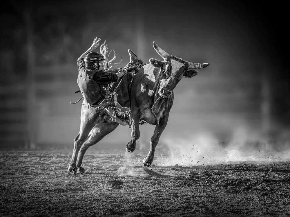 Rodeo Bull Rider by Frank Ma — canvas wall art
