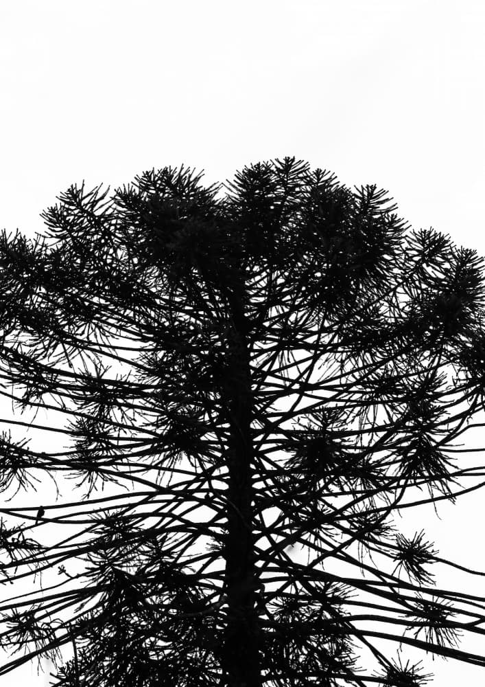 Silhouetted Symmetry by Shot by Clint — canvas wall art