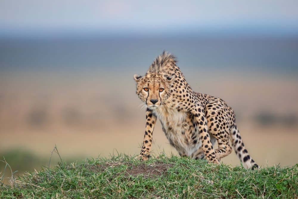 Watchful Cheetah Cub by Alessandro Catta — canvas wall art