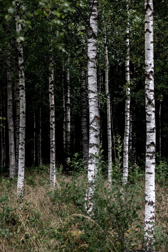 A Swedish Summer 3 by Mareike Böhmer — canvas wall art
