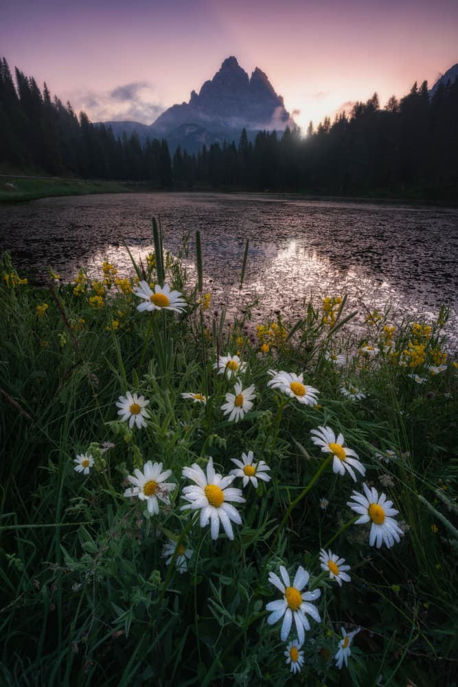 Wildflower Mountain Reflection by Andrea Maestosi — canvas wall art