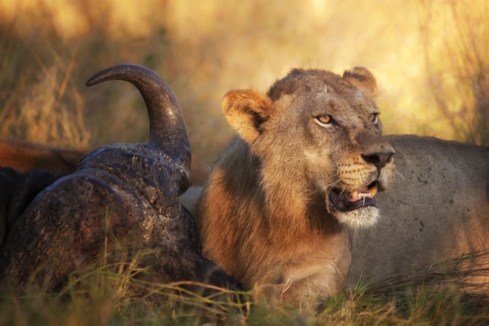 African Lion and Prey by Mario Moreno — canvas wall art