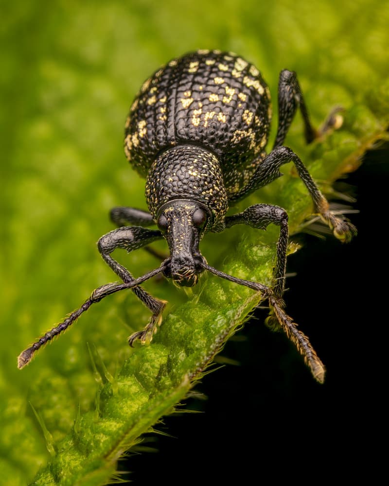 Black Weevil Green Leaf by Eduard Andrica — canvas wall art