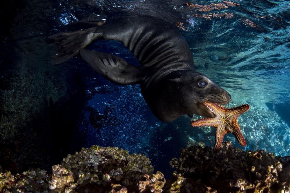Monk Seal Starfish Hunt by Andrea Izzotti — canvas wall art