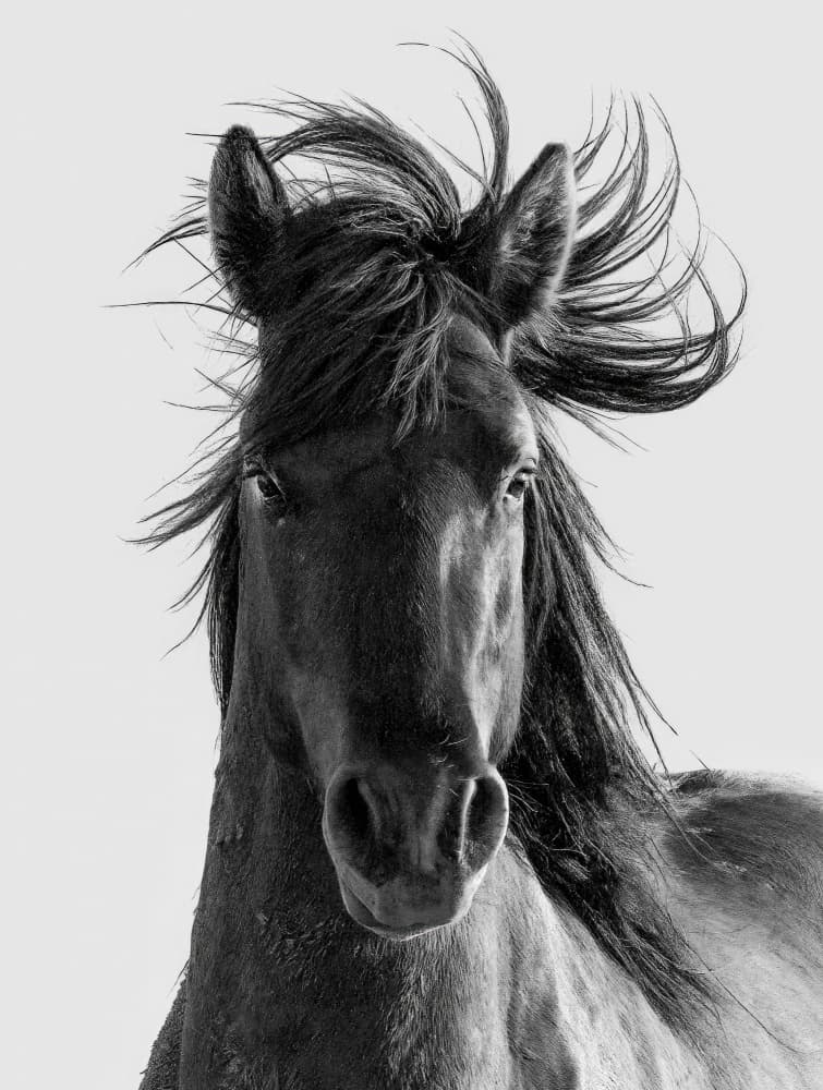 Wild Horse Portrait by Yuan Su — canvas wall art