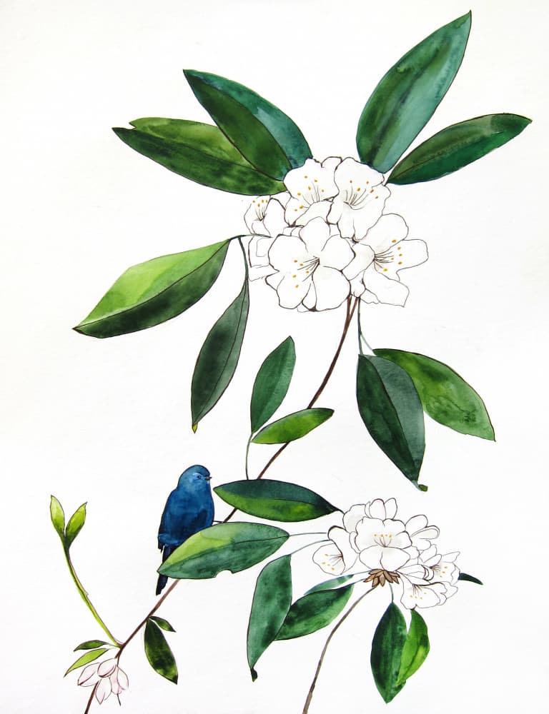 Blue Bird White Blossoms by Christine Lindstrom — canvas wall art