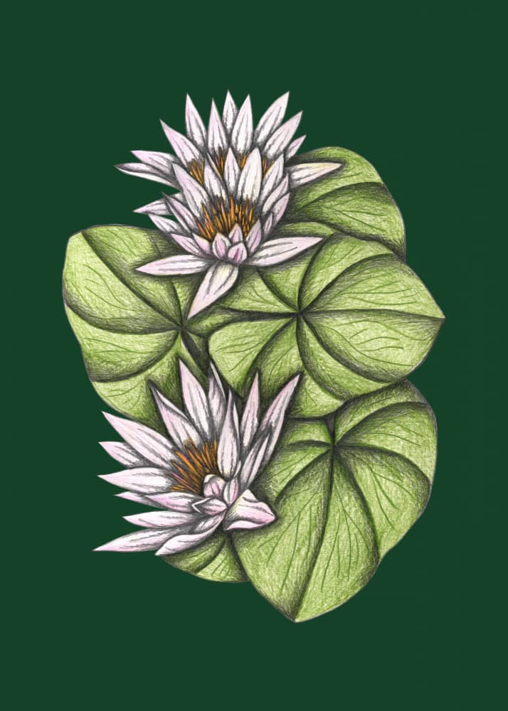 Graceful Water Lilies by Cecilia Battaini — canvas wall art