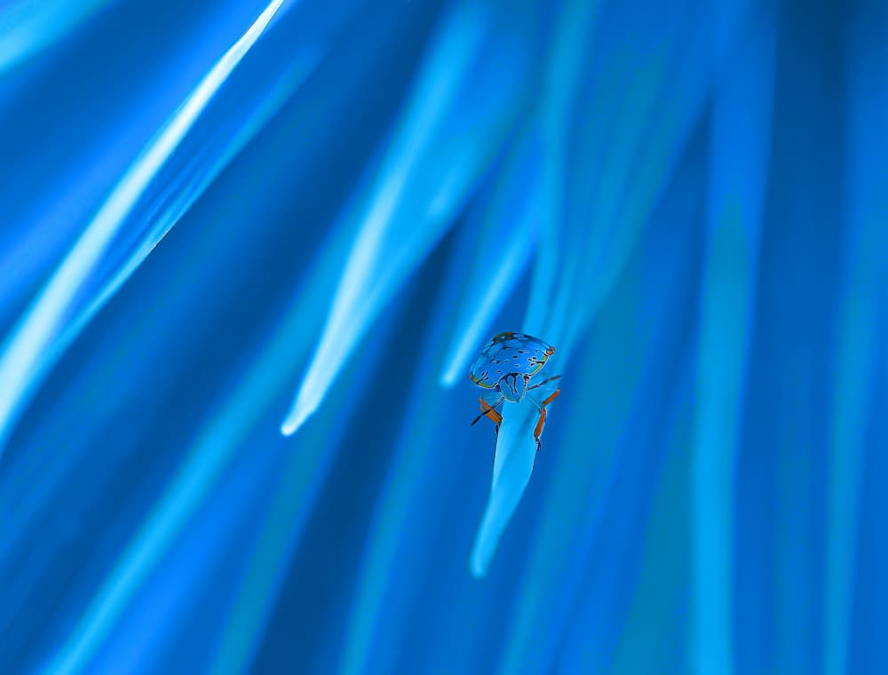 Vibrant Blue Insect by Thierry Dufour — canvas wall art
