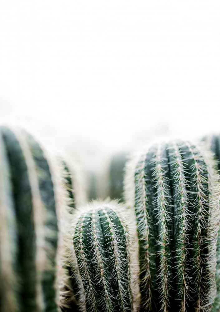 Cactus 1 by Mareike Böhmer — canvas wall art