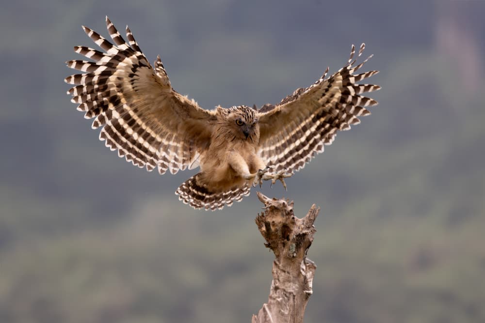 Powerful Owl Landing by Lisdiyanto Suhardjo — canvas wall art