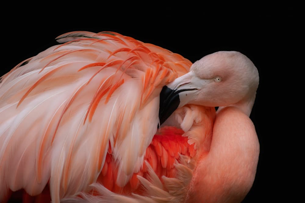 Preening Pink Flamingo by Cristian Vasile — canvas wall art