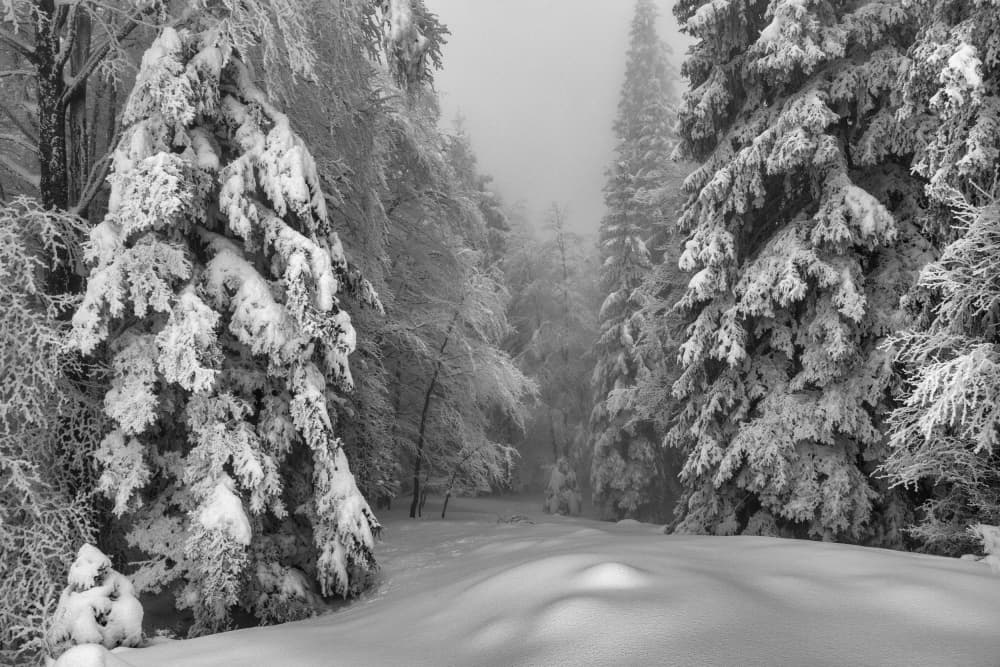 Winter Forest Path by Aleš Klabus — canvas wall art