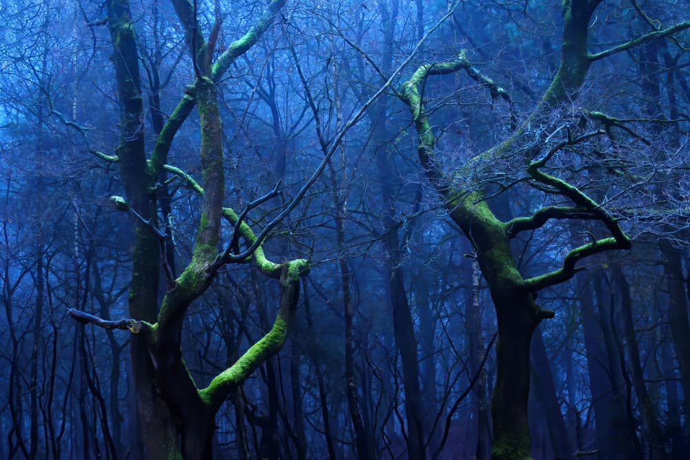 Mystical Blue Forest by Ria Groot Zevert — canvas wall art