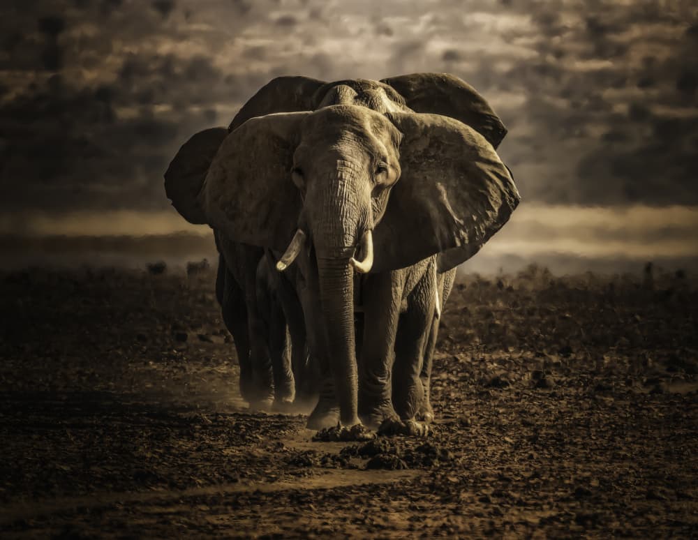 Majestic African Elephant by C. Ray Roth — canvas wall art