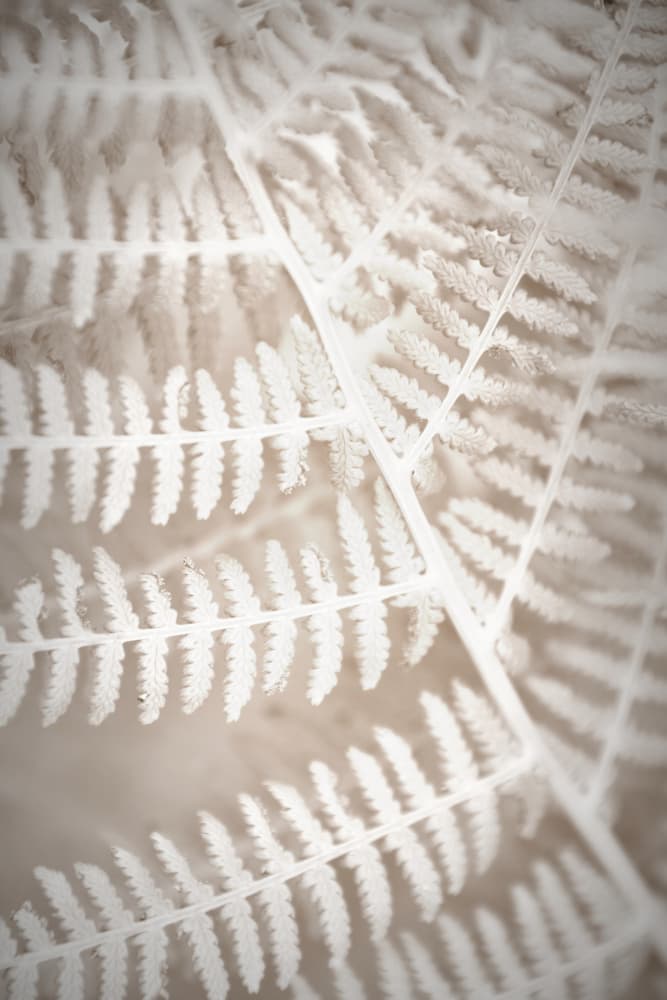 Delicate Fern Pattern by Christina Sillen — canvas wall art