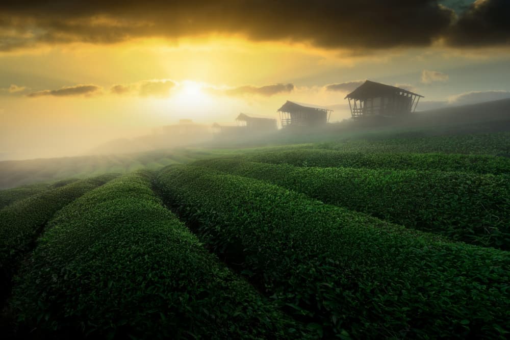 Misty Tea Farm Sunrise by NingYun Ye — canvas wall art