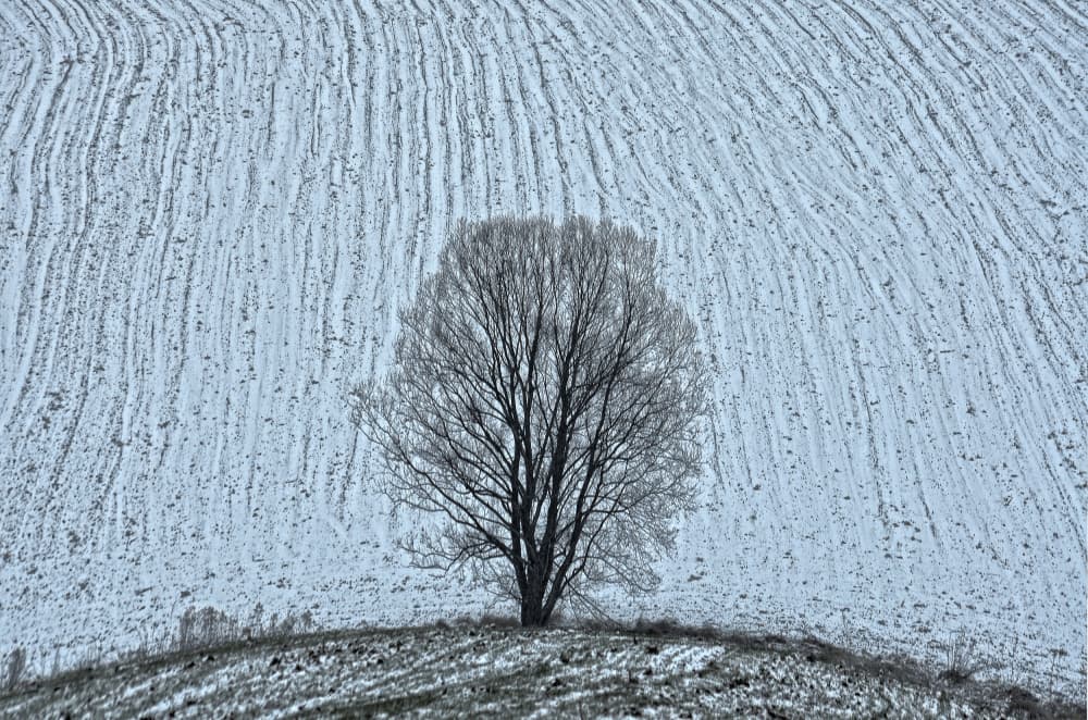 Solitary Winter Field by paralaxa — canvas wall art