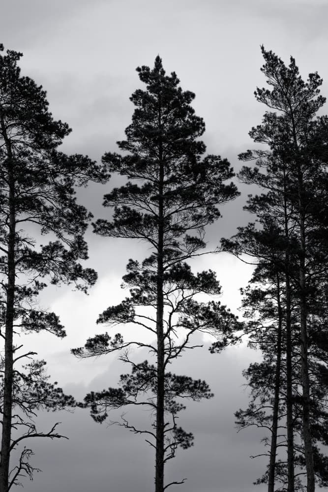Swedish Trees by Mareike Böhmer — canvas wall art