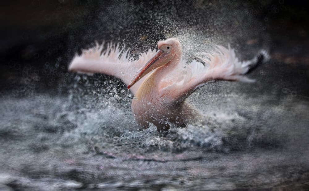 Dynamic Pelican Splash by Antje Wenner-Braun — canvas wall art