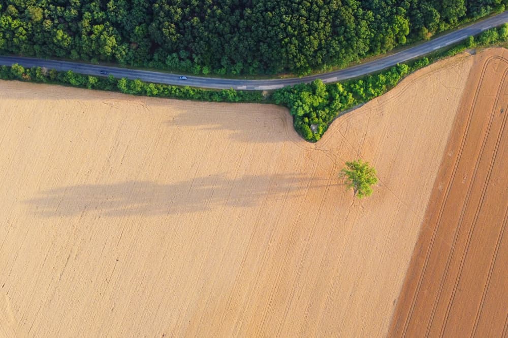 Golden Fields Winding Road by Mihai Bogdan R — canvas wall art