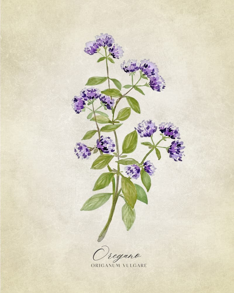 Purple Oregano Botanical by Rosana Laiz Blursbyai — canvas wall art